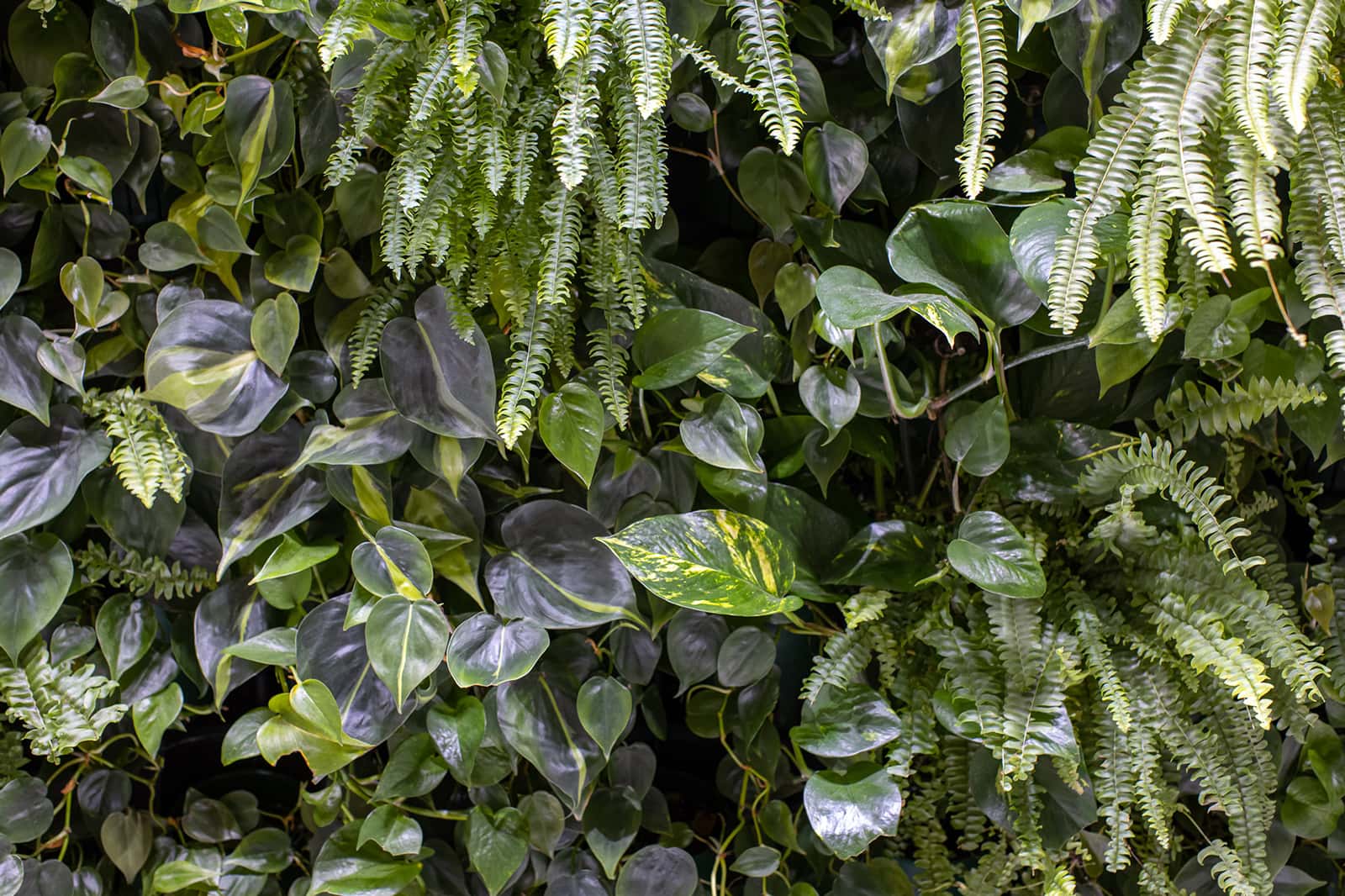 Marx Okubo consults for biophilic-designed residential project in Denver's RiNo neighborhood